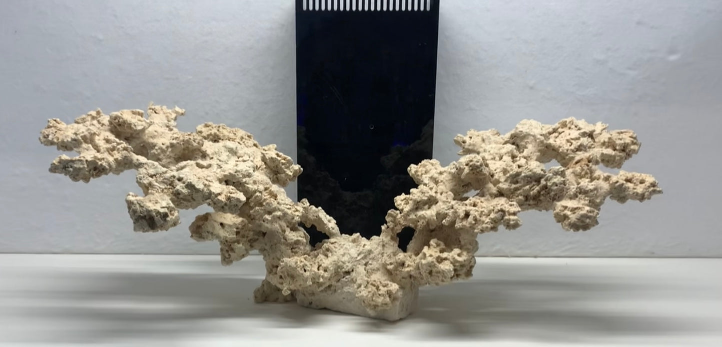 Neptune's Reef