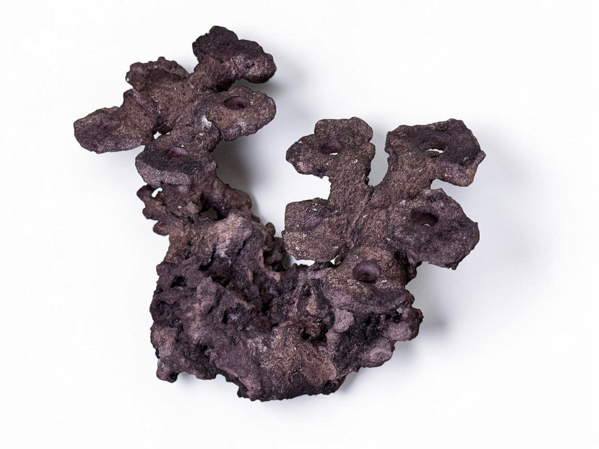 Frag Island Coral Plug Holder